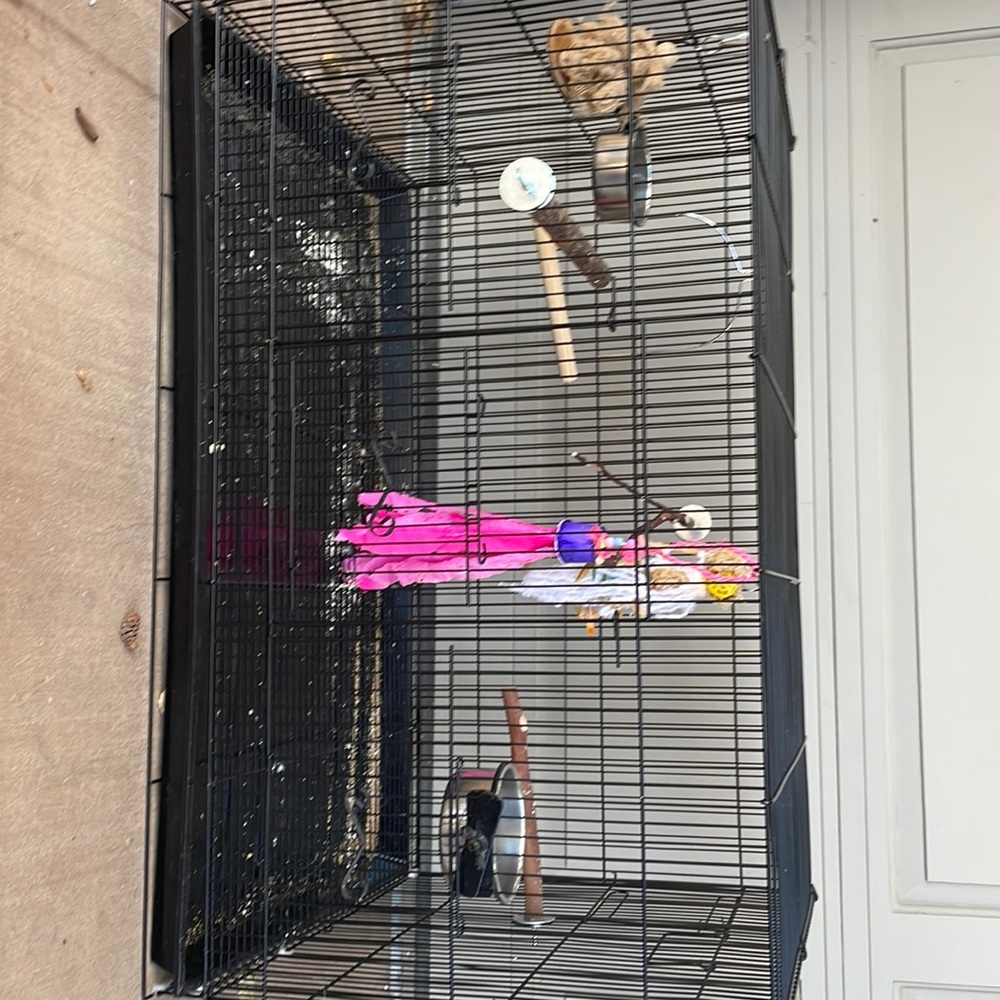 Black bird cage